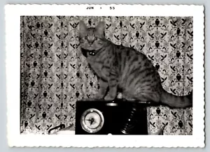 Vintage Photo of Cat on Table Top Tube Radio 1955 - Picture 1 of 2