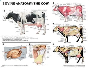 Cow Bovine Anatomy Wall Chart LFA #99014 - Picture 1 of 1