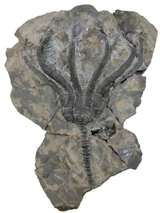 Trias Encrinus liliiformis Große Seelilien - Krone Alverdissen KE31-8 - Bild 1 von 2