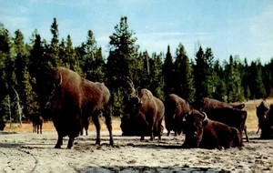 Yellowstone Nationalpark, Bison, Lower Geysir Basin, Vintage Souvenir Postkarte - Bild 1 von 2