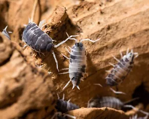 Porcellionides pruinosus Oreo Crumble 25+ ct Isopods Terrarium Vivarium Feeder - Picture 1 of 5