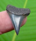 GREAT WHITE Shark Tooth - 1.07 in. PREMIUM GRADE - SC RIVER FIND - NATURAL 