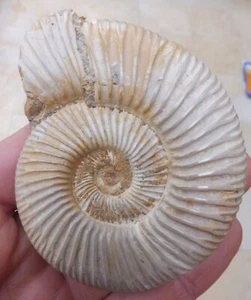 Amonita fósil (Perisphinctes sp.) - 7,7 cm - Período Jurásico - Imagen 1 de 6