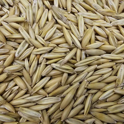 Gladen- Hafer - Futtergetreide - 20kg - Bild 1 von 2