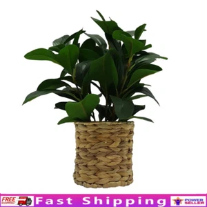 Artificial Peperomia Plant in Wicker Basket UV Resistant Indoor Decor Gift New - Picture 1 of 5