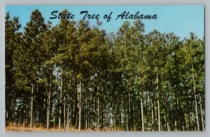 Postal cromada Alabama AL State Tree The Southern Pine años 60 - Imagen 1 de 2
