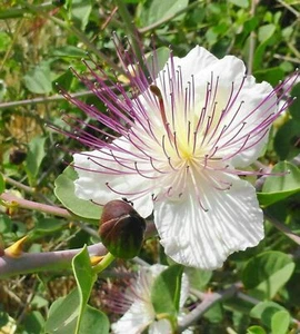 CAPPERI, CAPPARIS SPINOSA, 15 semi + OMAGGIO - Imagen 1 de 1