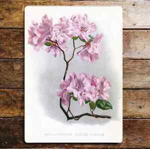 Rhododendron Precox Rubrum rosa - Metall Wandschild Plakette