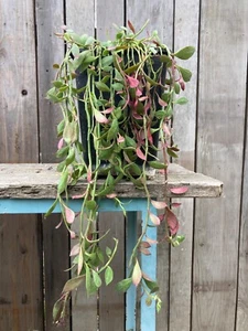 FIVE tubers of Monadenium stoloniferum, rare succulent, caudex, not cactus - Picture 1 of 3