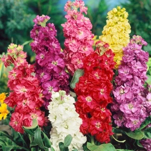 Stock Mixed Seeds STOCK FLOWERS Flower Garden CUT FLOWER Mixed Stock flowers - Bild 1 von 1