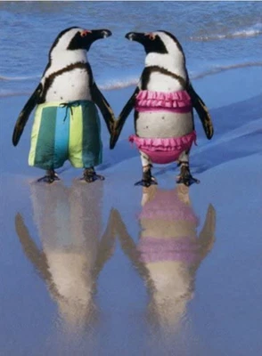 "¡Perfectamente adecuado! Feliz Aniversario" TARJETA AVANT Pingüinos en la Playa Foto 1 de 2