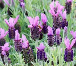 35 French Lavender Seeds, Scented Perennial, Bees Love It, Just So Aromatic - Picture 1 of 4