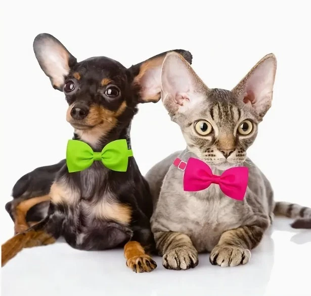JaGely Hundebrautkostüm Set – Schleier, Halstuch & Rock Für Hunde | Weiches 3-teiliges Outfit Für Hochzeiten & Fotos | Größe M | Perfekt Für Mittelgroße Hunde