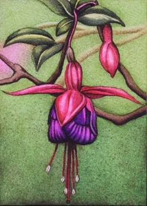 Fuchsia, Lady's Ear Drop, ACEO Art Original, Watercolor, Ink, Signed, 2.5x3.5 In - Picture 1 of 2