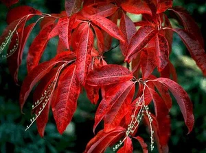 Giglio della Valle Albero, Oxydendrum arboreum, Semi (Colore Autunno, Profumato) - Foto 1 di 8