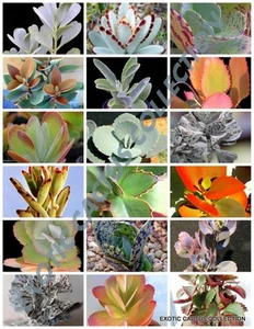RARE KALANCHOE MIX blühende Pflanze exotisch Kaktus Blume Sukkulenten Samen 50 Samen - Bild 1 von 1