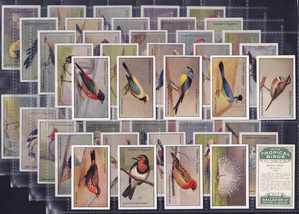 Gallaher ZOO TROPICAL BIRDS 1st SERIES 1928 Set Of 50 *VG/Excellent Condition* - Image 1 of 1