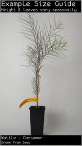 Wattle - Gossamer (Acacia floribunda) Tree Plant - Picture 1 of 3