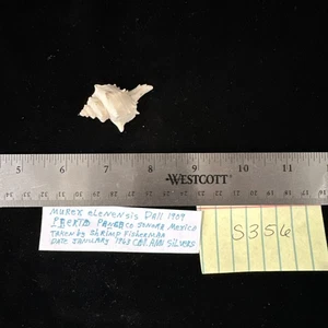 Murex Elenensis 1.75” Mexico 1963 (S356) - Picture 1 of 12