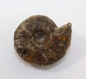 Ammonit, Juvenites septentrionalis, Trias, Crittenden Springs, Nevada, USA -k882 - Bild 1 von 4