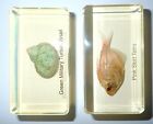 Named Pink Skirt Tetra Fish + Green Snail Shell Set 2 Amber Clear Lucite Block