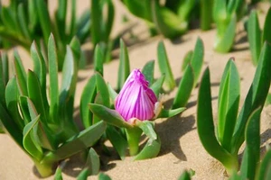10pz Carpobrotus edulis rosa e gialli 30cm PIANTE CON RADICE - Fico Ottentotti - Foto 1 di 5