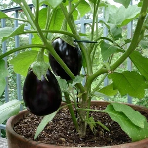 EGGPLANT 'Black Beauty' 50 Seeds High Yield SPRING AND SUMMER vegetable - Picture 1 of 2