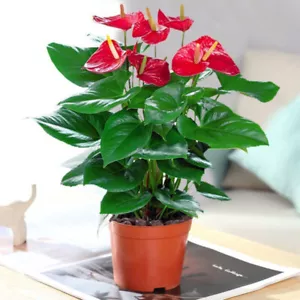 30 Anthurium Perennial Flower Seeds, Heirloom Ornamental Bonsai Flowers Seed - Picture 1 of 5