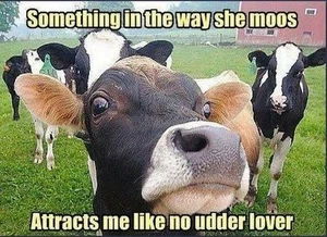Funny Cow refrigerator magnet 3 1/2 x 4 1/2" - Picture 1 of 1