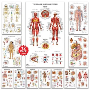 12 Human Anatomy Posters, Posters, Circulatory, Skeletal, Male Female Muscula... - Picture 1 of 7