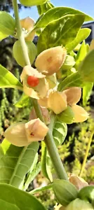 Withania somnifera (Ashwagandha, Schlafbeere, Indischer Ginseng) ROT, 20+ - Bild 1 von 2