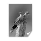 A3 - BW - Guira Cuckoo Pair Birds Brazil Poster 29.7X42cm280gsm #43005