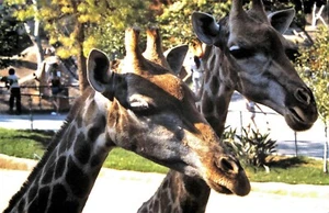 1970's Ektachrome Slide, Close up head shot of two Giraffes - Picture 1 of 1