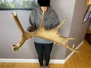 Shiras Moose Shed Antler Horns IDAHO Taxidermy Mount Carving Wild Carving - Picture 1 of 3