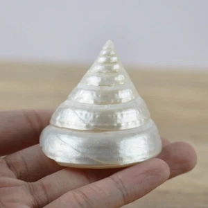 1X Natürlich Muschel Shell See Schnecke Fisch Aquarium Deko Landscape Stütze DIY - Bild 1 von 13