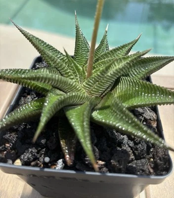 SUCULENTA ~ TABLA DE LAVAR HADAS - En una maceta de 3” ~ planta viva. Bien enraizado Foto 1 de 4