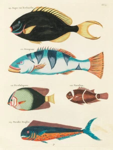 Ilustraciones de peces encontrados en Molucas Indonesia y las Indias Orientales 41 - Imagen 1 de 3