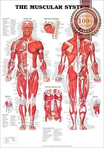 THE MUSCULAR SYSTEM ANATOMICAL DIAGRAM CHART GUIDE MUSCLES PRINT PREMIUM POSTER - Imagen 1 de 6