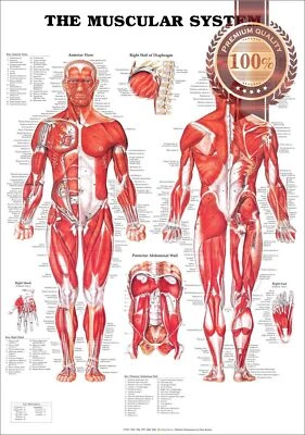 THE MUSCULAR SYSTEM ANATOMICAL DIAGRAM CHART GUIDE MUSCLES PRINT PREMIUM POSTER - image 1 of 4