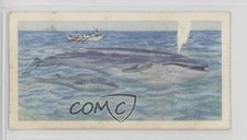 1963 Brooke Bond Wildlife in Danger Tea Blue Whale #7 a8x