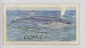 1963 Brooke Bond Wildlife in Danger Tea Blue Whale #7 a8x