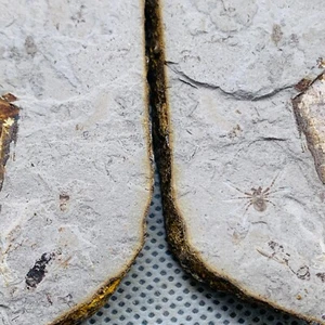Ein Paar exquisite Spinnenfossilien aus der Jura Daohugou Zeit - Bild 1 von 7