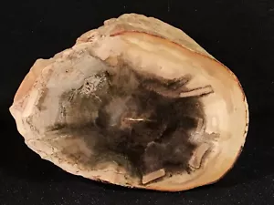 ~RW~ POLISHED "PETRIFIED WOOD LIMB" ~~ INSECT BORINGS ~~ SALE!!!!!!!!!!!!!!!! - Picture 1 of 5