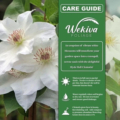 Clematis Hyde Hall - Plantas iniciadoras vivas en macetas de 2 pulgadas - Starter... Foto 1 de 4