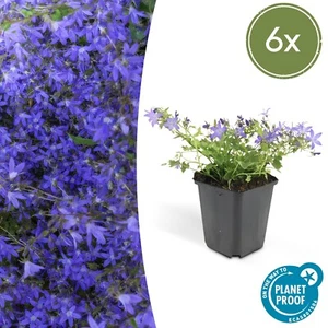 6x Hängepolster Glockenblume Campanula poscharskyana Stella ↕10-20cm, Ø9cm - Bild 1 von 7