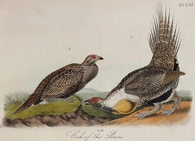 Audubon Cock of the Plains Plate 297 Birds Of America 1st Edition Royal Octavo - Image 1 of 3