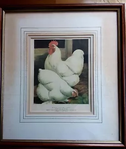 GIOCO POLLAME STAMPA WHITE COCHINS LUDLOW -GRAFICHE TASSOTTI - GALLI UCCELLINI - Foto 1 di 3