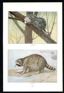 Opossum and Raccoon, 1916 Louis Agassiz Fuertes print, North American wildlife - Picture 1 of 3