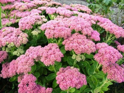 AUTUMN JOY STONECROP SEDUM Plants NICE PINK- Perennial - 3 Plants - Image 1 of 2