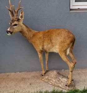 Aus Jäger Nachlass - Kapitaler 6er Rehbock - Ganzkörperpraparat - Bild 1 von 24